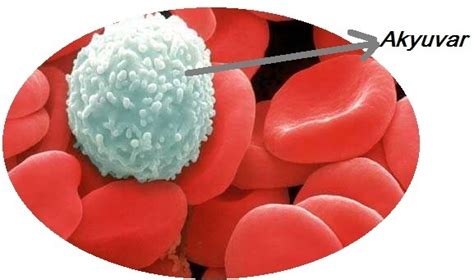 vücudu mikroplara karşı koruyan kan hücresi